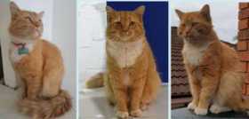 Lost Cat