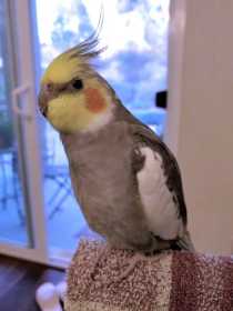 Lost Cockatiel