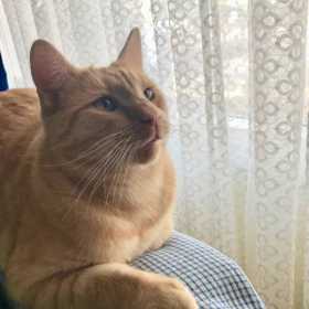 Lost Cat