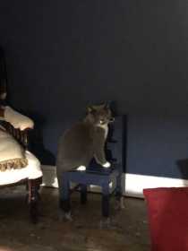 Lost Cat