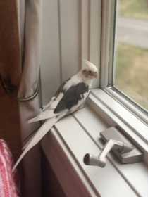 Lost Cockatiel