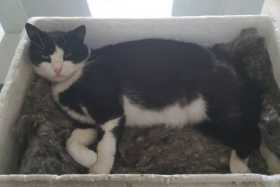 Lost Cat