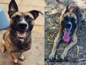 Lost Dog