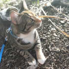 Lost Cat