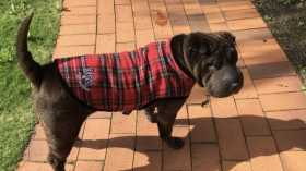 Lost Dog
