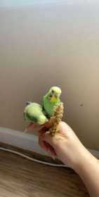 Lost Budgerigar