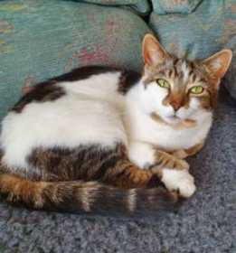 Lost Cat