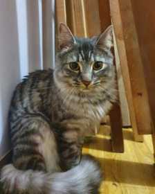 Lost Cat