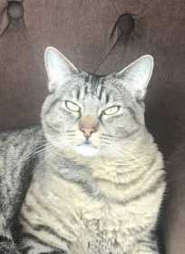 Lost Cat