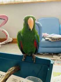 Lost Eclectus