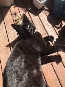 Lost Cat