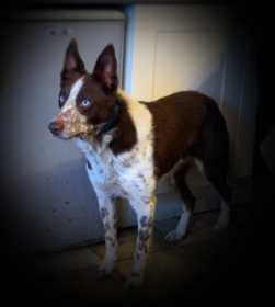Lost Dog