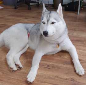 Lost Dog