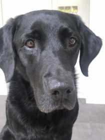 Lost Dog