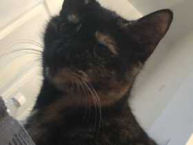 Lost Cat