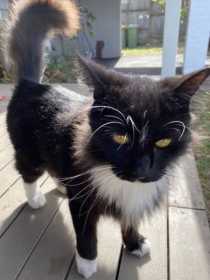 Lost Cat