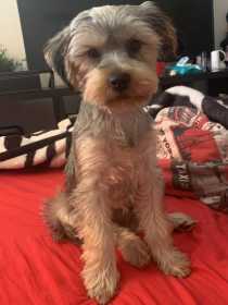 Lost Dog