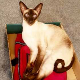 Lost Cat