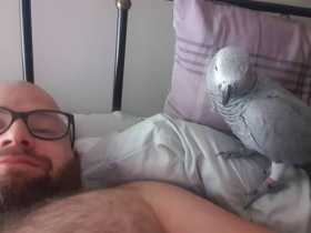 Lost African Grey
