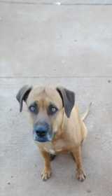 Lost Dog