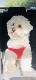 Lost Dog