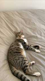 Lost Cat