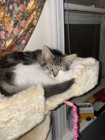 Lost Cat