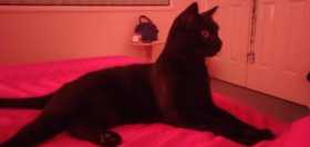 Lost Cat