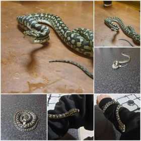 Lost Snake