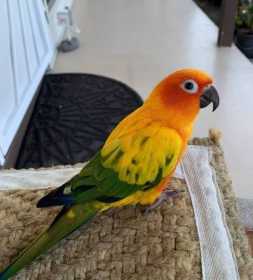 Lost Conure