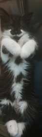 Lost Cat