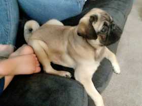 Lost Dog
