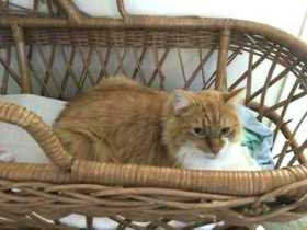 Lost Cat