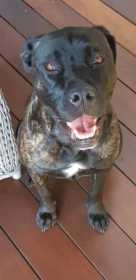 Lost Dog