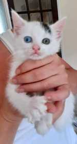 Lost Cat