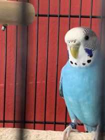 Lost Parakeet