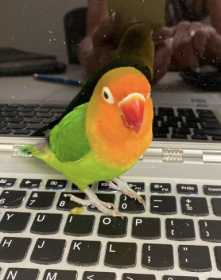 Lost Lovebird