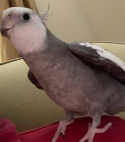 Lost Cockatiel