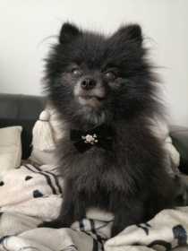 Lost Dog