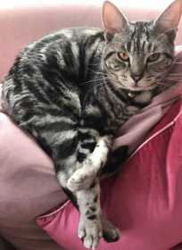 Lost Cat