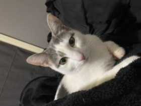 Lost Cat