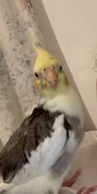 Lost Cockatiel