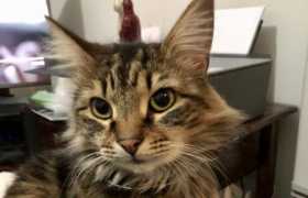 Lost Cat