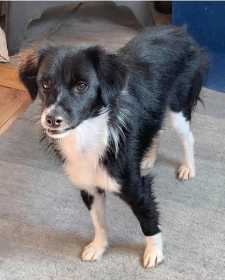 Lost Dog