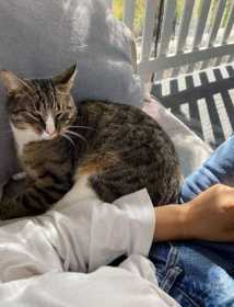 Lost Cat