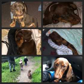 Lost Dog