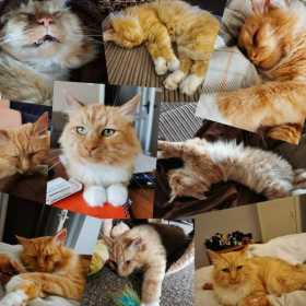 Lost Cat