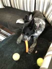 Lost Dog