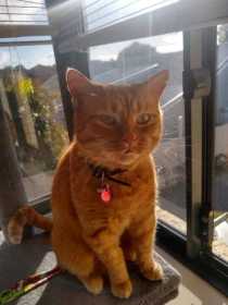 Lost Cat