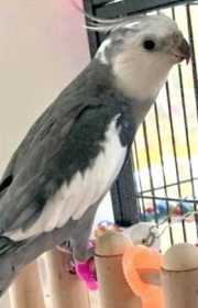 Lost Cockatiel